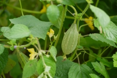Angled-Loofah-in-the-plant