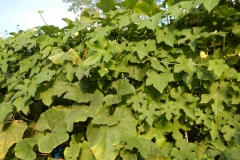 Angled-Loofah-leaves