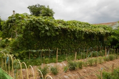 Angled-Loofah-plantation