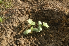 Angled-Loofah-seedlings