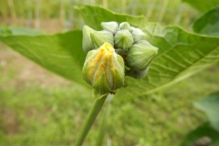 Flower-buds-of-Angled-Loofah