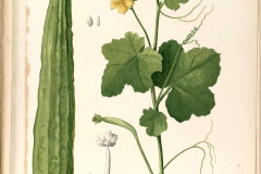 Plant-illustration-of-Angled-Loofah