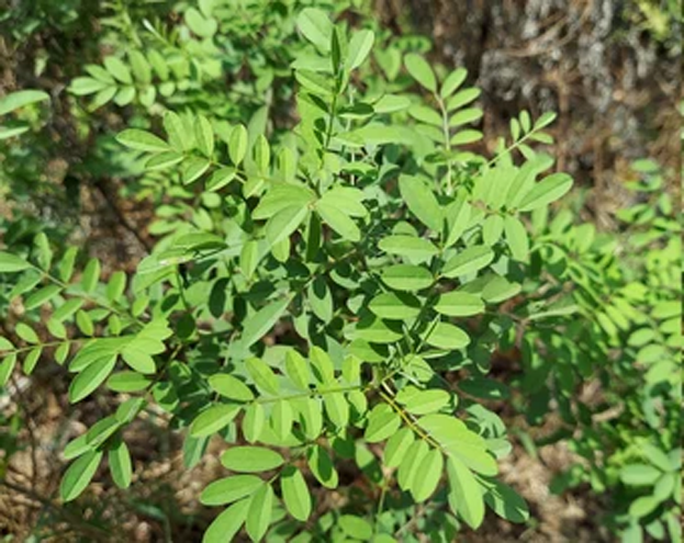 Anil-indigo-plant