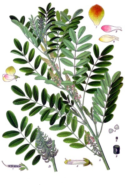 Plant-illustration-of-Anil-indigo