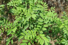 Anil-indigo-plant