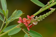 Flowers-of-Anil-indigo
