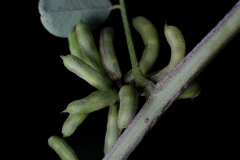 Immature-fruits-of-Anil-indigo