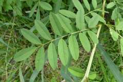 Leaves-of-Anil-indigo