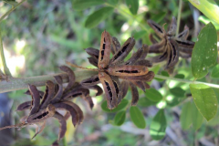 Mature-fruits-of-Anil-indigo