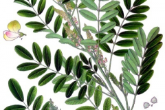 Plant-illustration-of-Anil-indigo