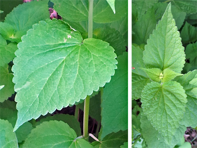 Leaves-of-Anise-Hyssop