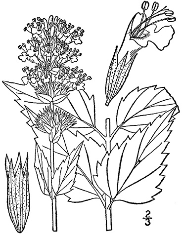 Sketch-of-Anise-hyssop