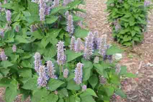 Anise-Hyssop-plant