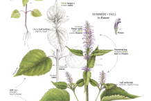 Plant-illustration-of-Anise-hyssop