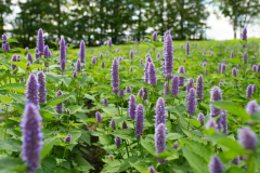 Anise-hyssop-plant-growing-wild