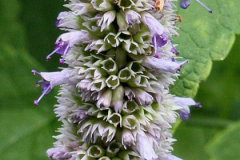 Closer-view-of-flower-of-Anise-Hyssop