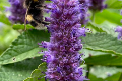 Flower-of-Anise-Hyssop