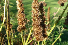 Fruits-of-Anise-Hyssop