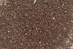 Seeds-of-Anise-Hyssop