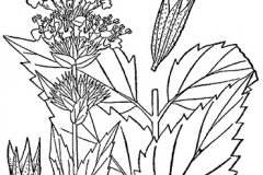 Sketch-of-Anise-hyssop