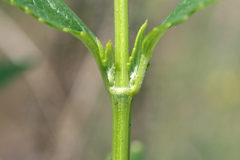 Stem-of-Anise-hyssop