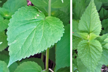 Leaves-of-Anise-Hyssop
