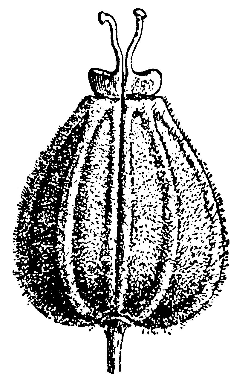 Single-Anise-Seed-Drawing