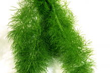 Anise-Leaf