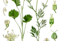 Anise-plant-Illustration