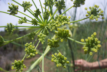 Anise-seed-on-the-plant