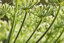 Green-Anise-Seed