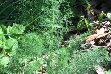 Whole-Anise-Plant