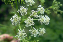 Anise-Flower