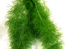 Anise-Leaf