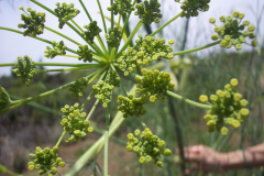 Anise-seed-on-the-plant