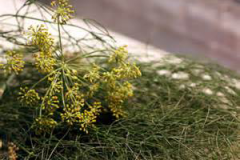 Dried-Anise-seed-and-Leaf