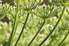 Green-Anise-Seed