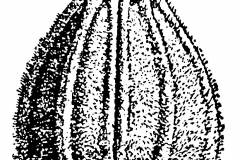 Single-Anise-Seed-Drawing
