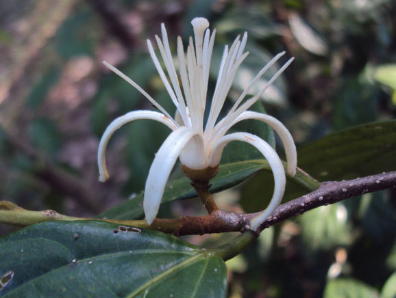 Closer-view-of-flower-of-Ankol