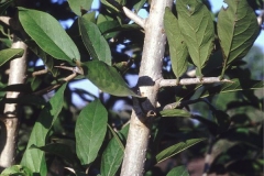 Branch-of-Ankol-plant