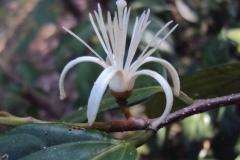 Closer-view-of-flower-of-Ankol