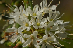 Flowers-of-Ankol