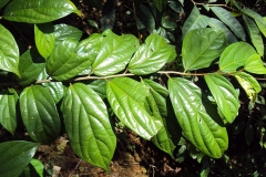 Leaves-of-Ankol