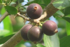 Mature-fruits-of-Ankol