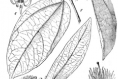 Sketch-of-Ankol
