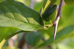 Thron-like-structure-in-Ankol-plant