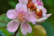 Annatto-flower-Achiote