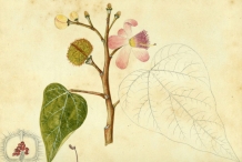 Annatto-plant-illustration-Onoto