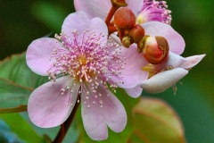 Annatto-flower-Achiote