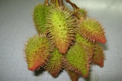 Annatto-fruit-green-Urucum